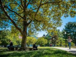 Photo of campus with a large tree and a student walking down the sidewalk